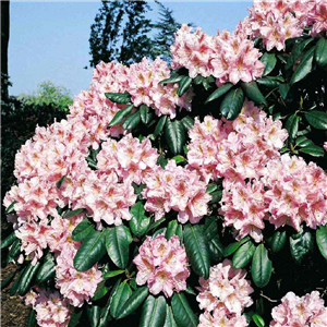 Rhododendron 'Scintillation'